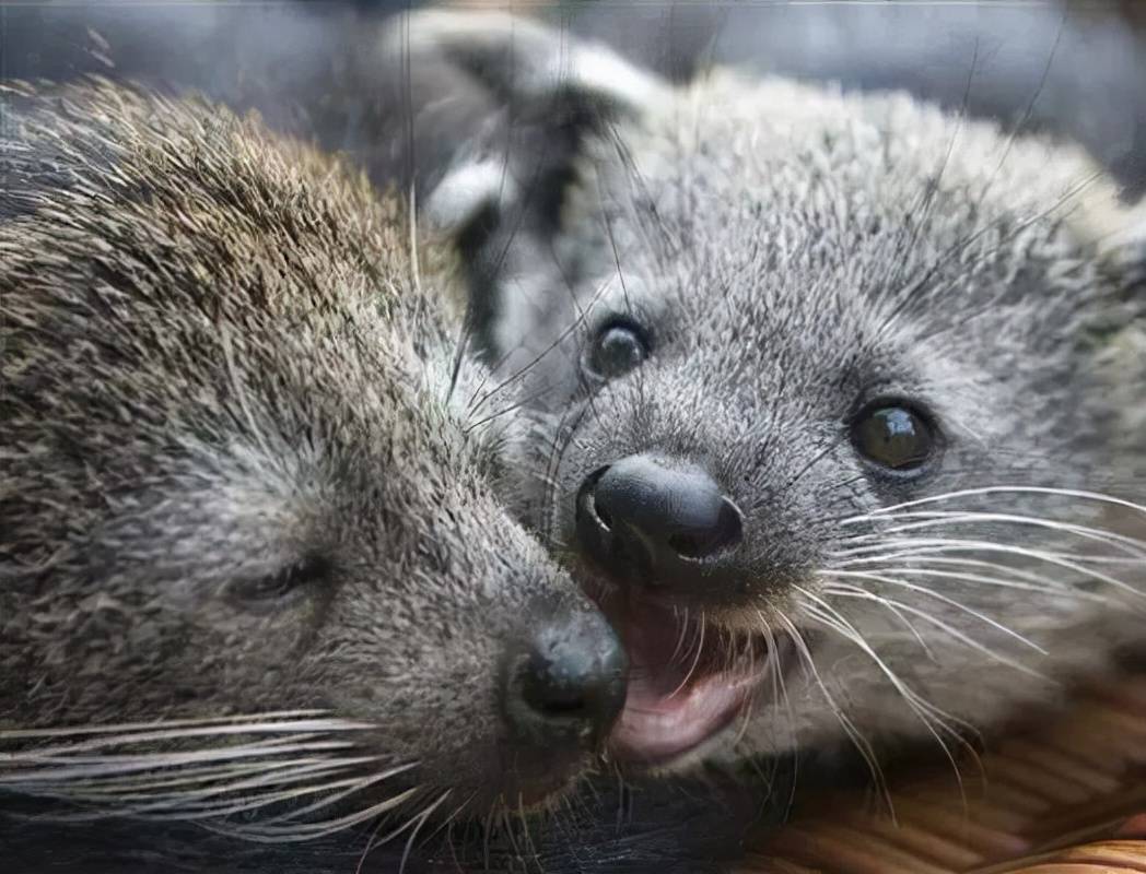 熊狸:体型如熊长相如猫,天生"五只手",尿液散发奶油爆米花味