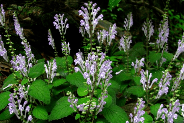 原创它便是韩信草长得像把牙刷野外虽不少遇到要珍惜别破坏