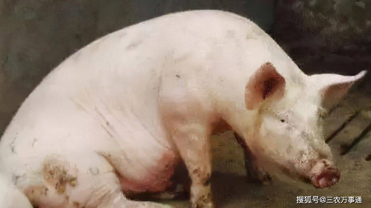 症状|警惕“秋老虎”！六种呼吸道疾病养猪人需要注意