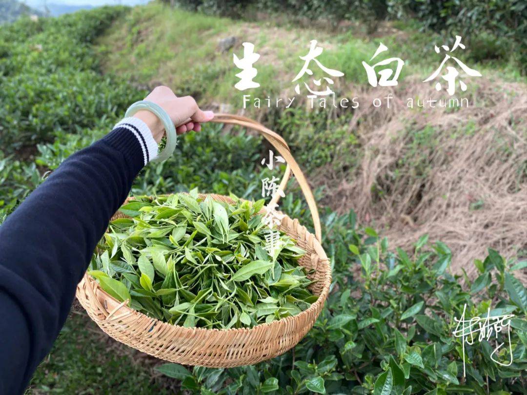 原创白茶中的生态茶有机茶高山茶台地茶这几个概念该怎么分