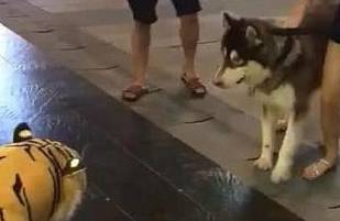 什么二哈被拖到“老虎”面前，小表情亮了，拉着主人就想往后跑，笑哭
