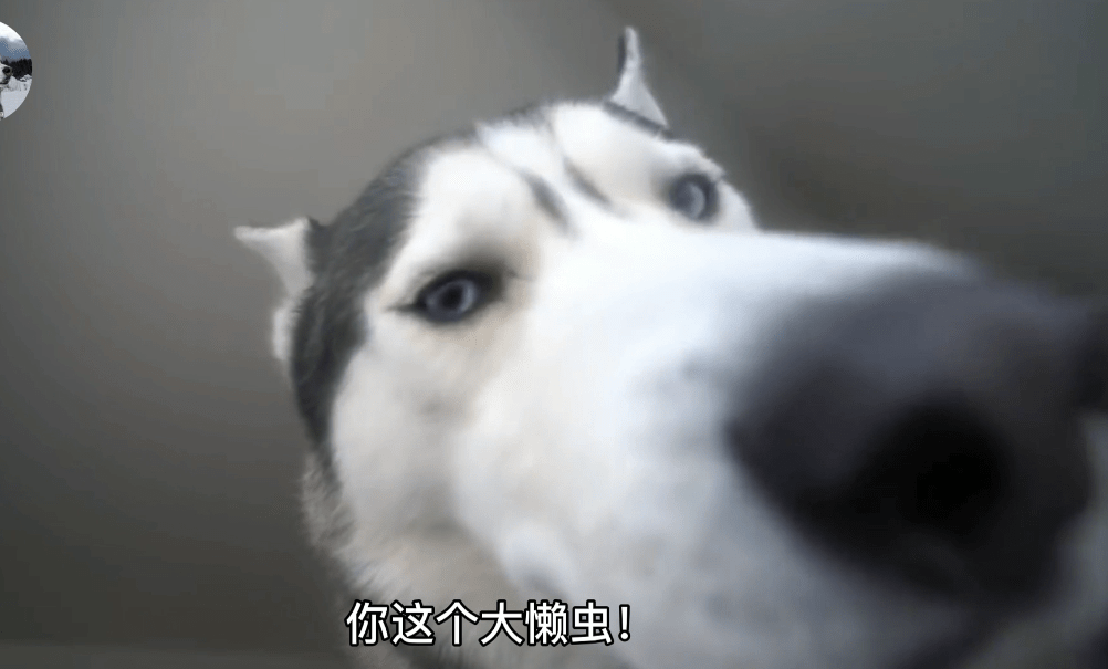 因为二哈从小都不拆家,但却喜欢“吓”主人,铲屎官也笑翻了