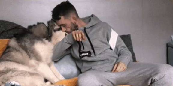 才会二哈长时间被冷落，看到小主人没在，它又开始装可怜了