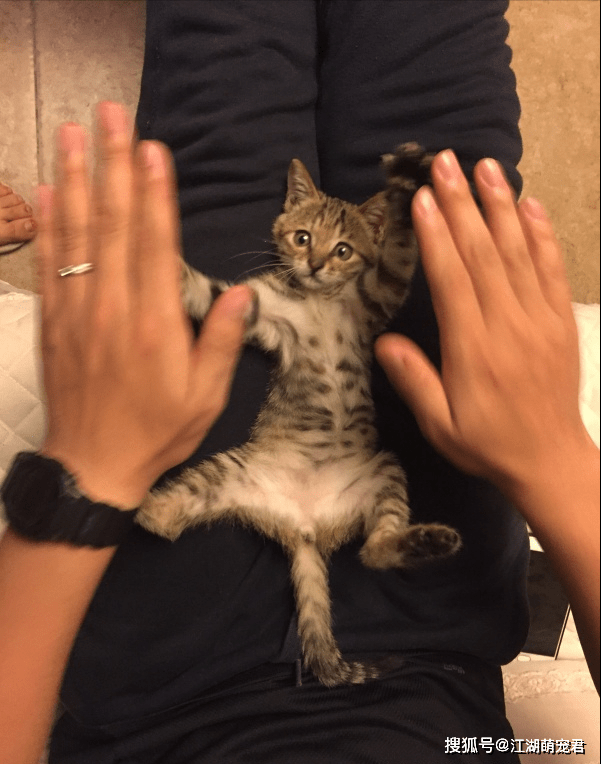 因为你可以永远相信“狸花猫”，它们绝对不会背叛你
