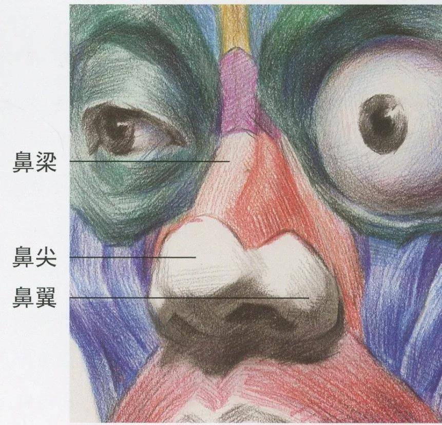 素描超强干货丨素描石膏像之鼻子的刻画