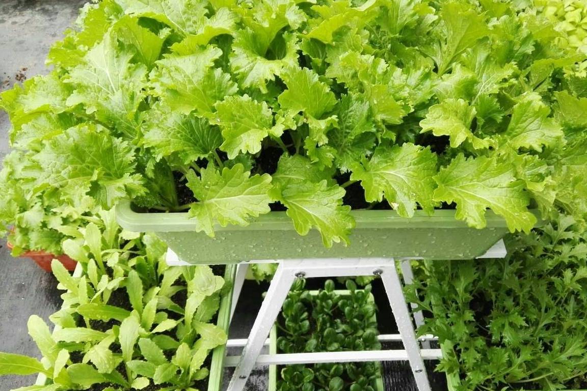 种蔬菜需要每天浇水吗 蔬菜浇水最佳方法