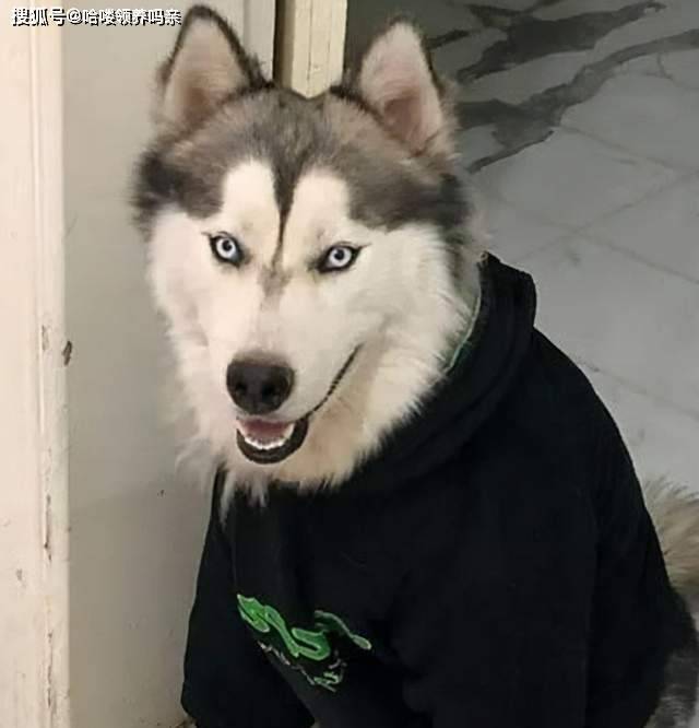 智商你家二哈不听话？哈士奇与狼的基因相似度99%，它总有自己的想法
