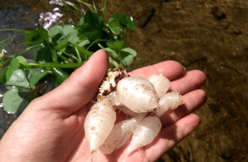 三叶草|农村一种野草“水晶萝卜”，若见到人采挖，别笑话：他可能是行家