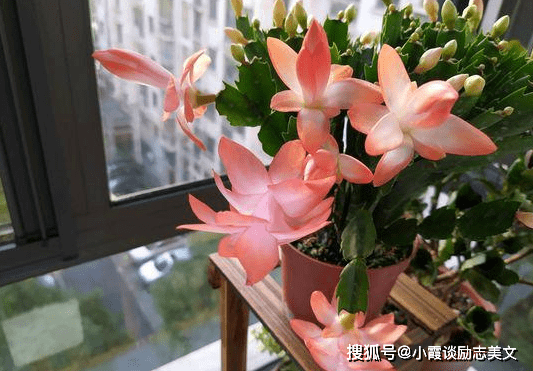 十一月份还能种植芍药吗 4e66788b81854085b9eb94f529b2dfb2.png