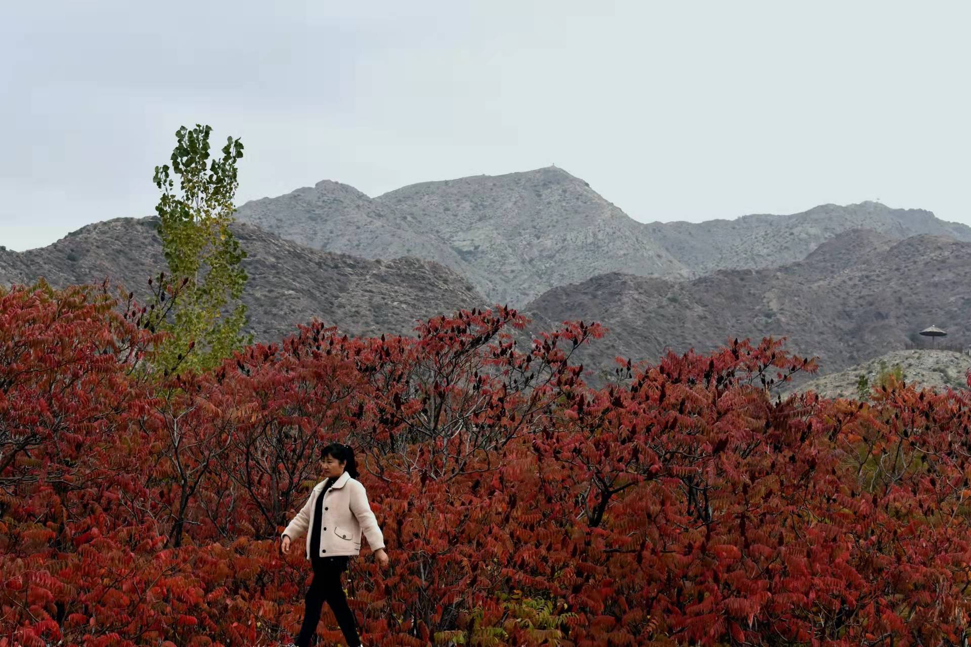 文化|首届宁夏“秋观叶”文旅活动今日在石嘴山大武口拉开帷幕