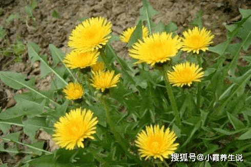 c63ed470452c486a9c1d5a065215a15a.png