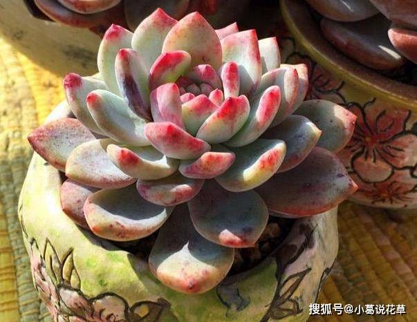 家庭自制肥料 用这3款养殖多肉植物 保证茎叶长得肥嘟嘟 微量元素 新闻时间