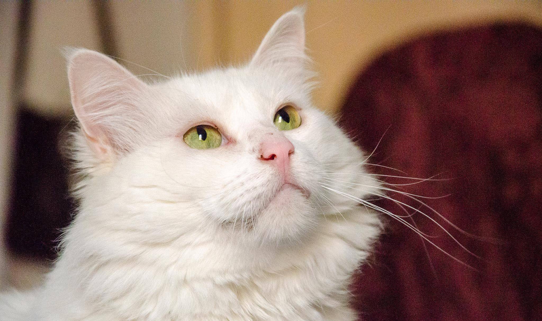 漂亮十二星座都适合养哪种猫，来看看你的