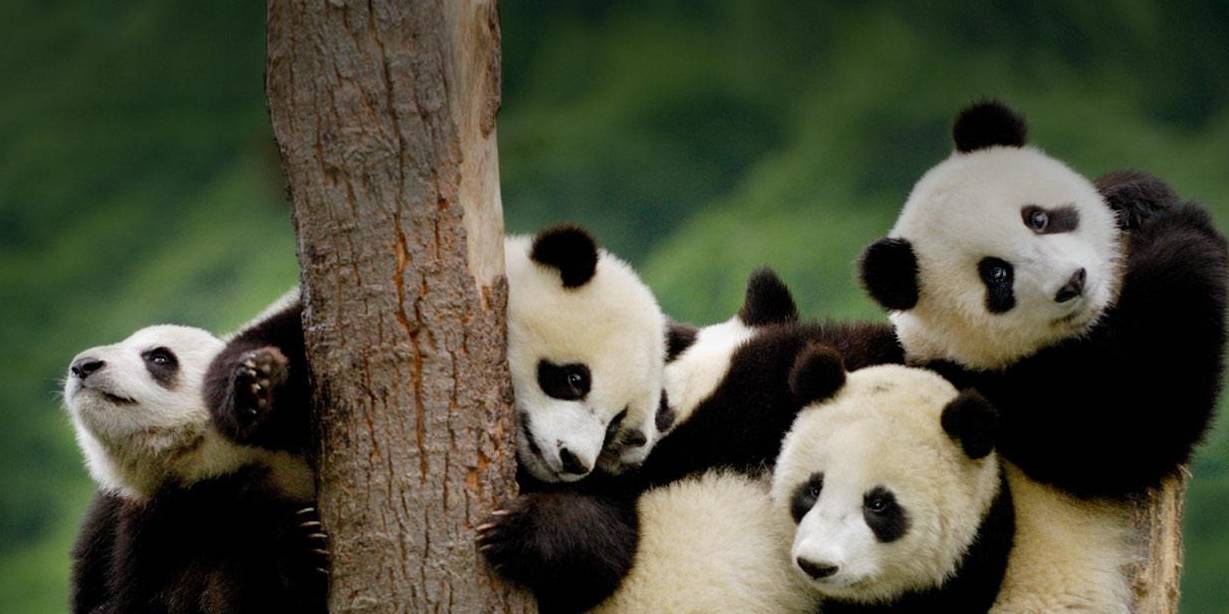 笑skr人,奶熊猫叉腿坐树杈屁屁不硌得慌 网友 为了显腿长拼了