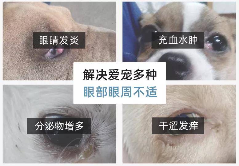 狗狗眼睛发红 发炎 泪痕很多怎么办 问题 新闻时间