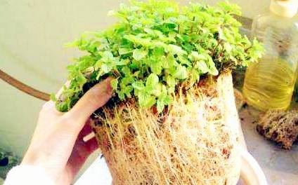 方法|牛人养花从不施肥,往盆里“撒”1斤零食,根系旺盛,开花不断!