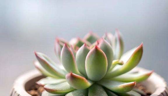 多肉如何正确栽种 94a112d7d6694c15a013b28b4ab6489c.jpeg