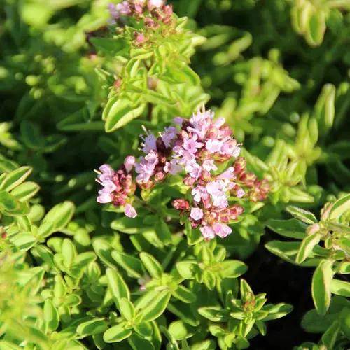 植物|欧洲小国摩尔多瓦,除了葡萄酒,还有野马郁兰精油