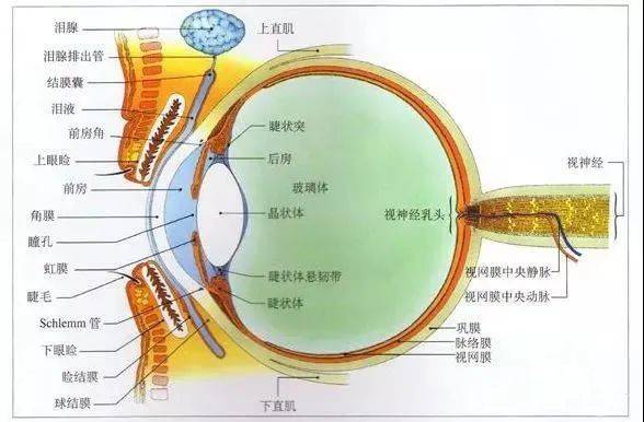 眼内容物包括房水,晶体和玻璃体.