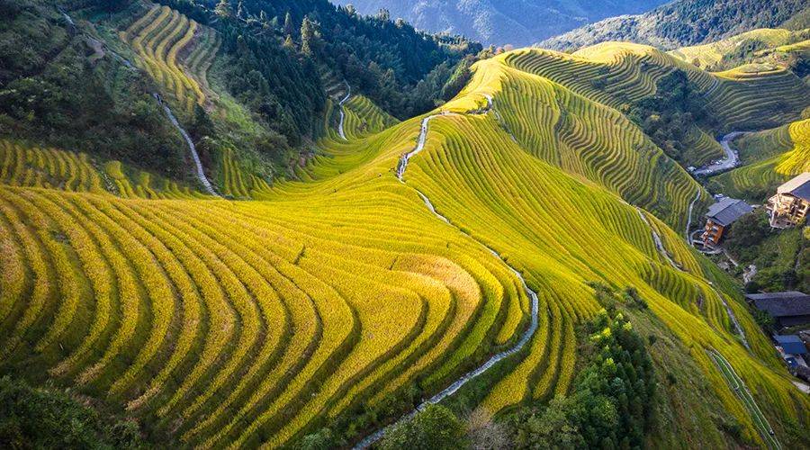 龙脊梯田天然居:秋天风景很美,与您分享秋天的金色龙脊梯田