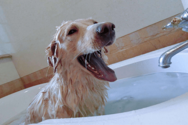 给宠物洗澡的实用小技巧_狗狗