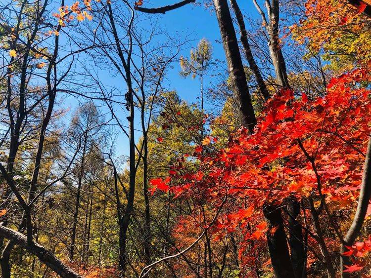 深秋，渴望“万山红遍，层林尽染”的美景（随笔）