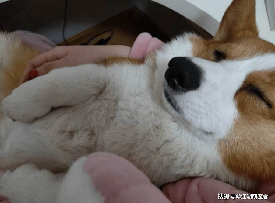 安全感若你家柯基是这样睡觉的，那它肯定很喜欢你