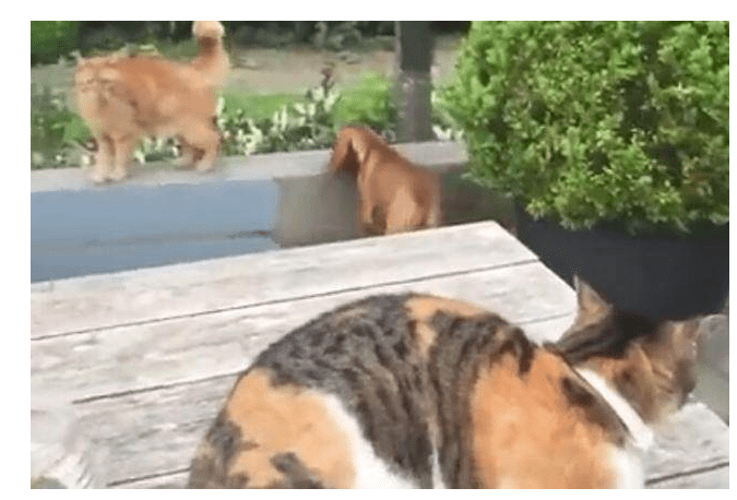 狗为啥喜欢欺负猫 b60e9a04f28d49dbb0af44331f3a18d6.png