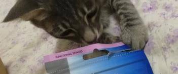 瑞萌|英短喜欢吃的猫零食有哪些？猫零食推荐品牌