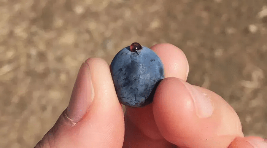 味蕾|别卡速:Z40 英雄本色干红|征服你的味蕾