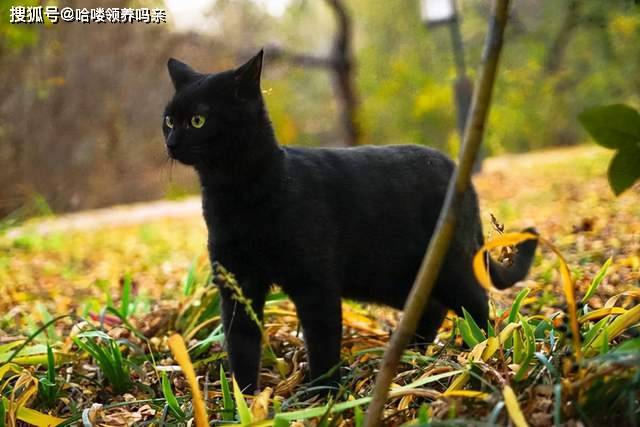 黑猫招邪还是辟邪?来看看世界各地关于黑猫的说法能有多离谱_猫咪
