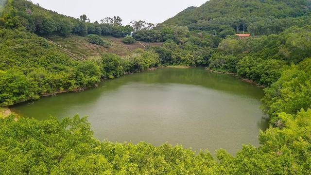 地方|雁南飞茶田，梅州5A级景区，体验茶文化的好地方