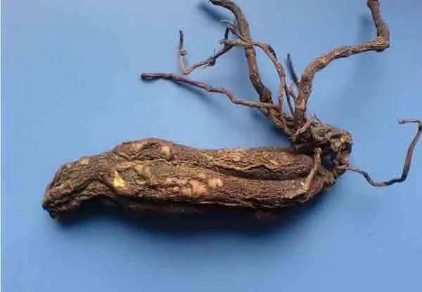 黑阳参的功效与作用养阴补虚除热解毒