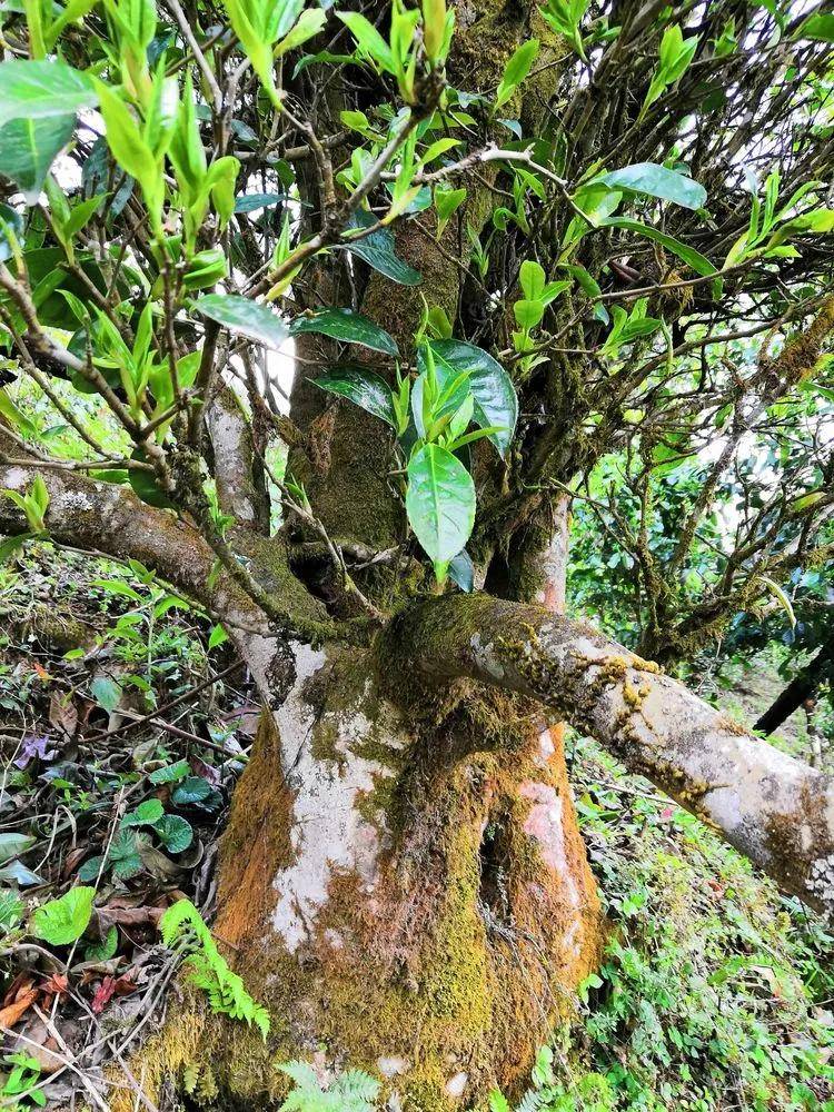 生态野生古树茶 干货分享】详细解析云南野生古树茶介绍_栽培