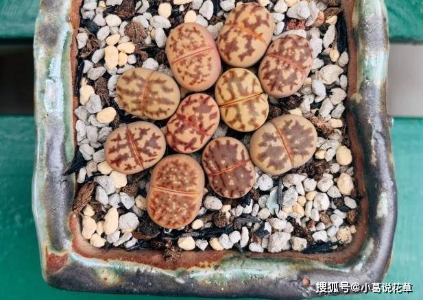 此5款多肉石生花 颜色丰富多彩 看着却像石头 动物都不肯吃 植物 全网搜