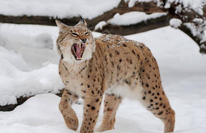 真正的森林之王猞猁:单挑可以屠狼,遇上狼群也能全身而退!_老虎