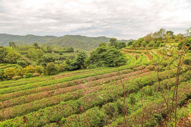 地方|雁南飞茶田，梅州5A级景区，体验茶文化的好地方