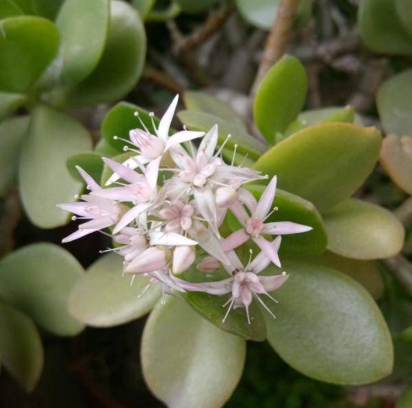 养了4年的玉树终于开花了,毫无保留分享经验给你,新手也会养