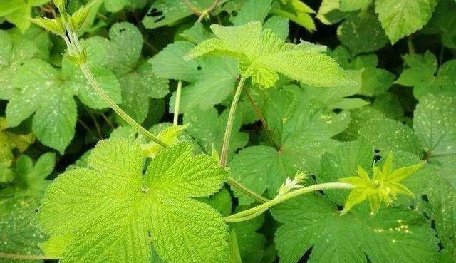 由于分布范围十分广泛,拉拉秧的别名竟然有十几个,比如锯锯藤,挂拉豆