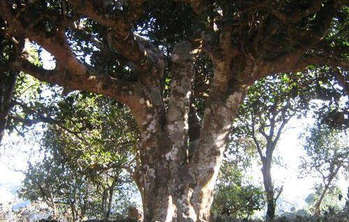 云南这个边境小县城，一棵普洱树竟能养活一个村子