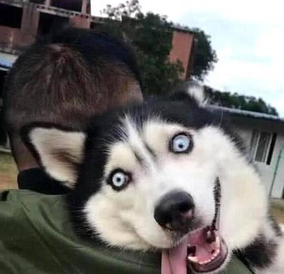 消毒水哈士奇做完绝育手术,被主人扛回家,二哈:等我康复,必报此仇