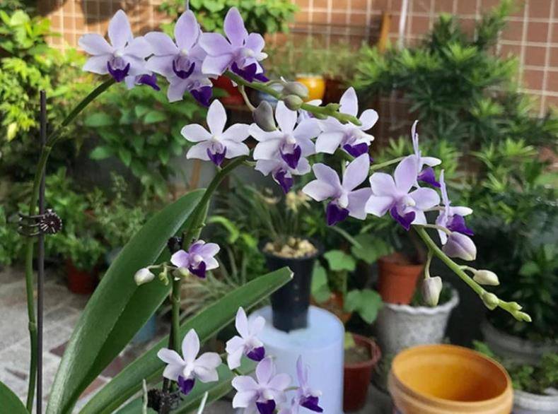 蝴蝶兰夏天浇水方法 7ce10b54b6bd47b1aa4971bb1e0903e3.jpeg