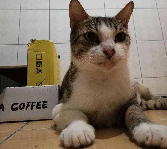 猫咪流浪猫妈入屋讨食被关起来，3只小猫组队上门：快放了我们妈妈！