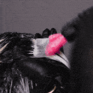 代谢|要是早知道这几招，最起码少掉几万根头发，心痛…