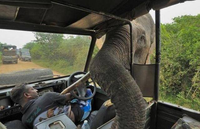 鼻子突然伸入车内，大象卖萌套近乎：不给食物不准走了