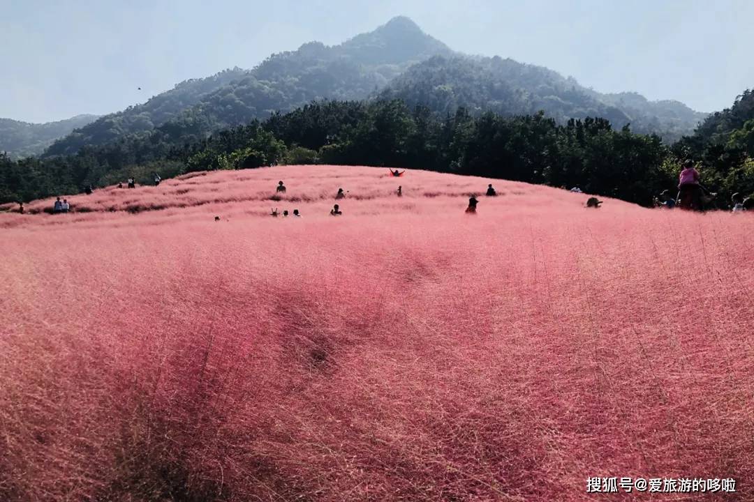 山东，就这样粉上了！