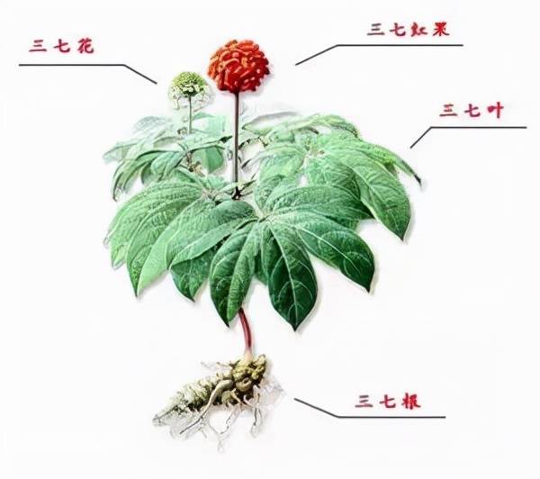 三七|【马博士聊本草】女科要药（四）：三七的故事——选对比选贵更重要