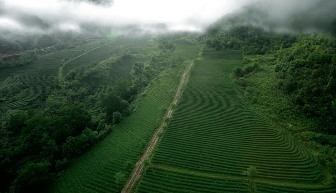 茶园|【国家AAA级景区】腾冲马站高山乌龙茶景区