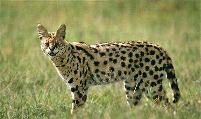 薮猫披着猎豹的外表胆量却很小为农民除害却成猫科之耻