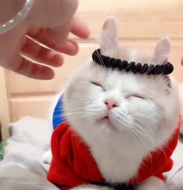 美国中国正宗狸花猫成功攻陷美国猫奴,网友:让全世界人吸中国猫!